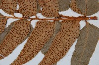 披針貫眾蕨藏品圖，第3張