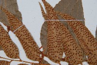 披針貫眾蕨藏品圖，第4張