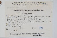 抱樹蕨、伏石蕨藏品圖，第2張