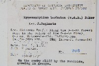 華東膜蕨藏品圖，第2張