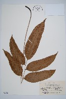 細柄雙蓋蕨藏品圖，第1張