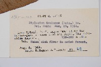 細柄雙蓋蕨藏品圖，第2張