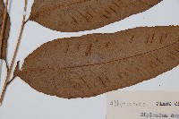 細柄雙蓋蕨藏品圖，第3張