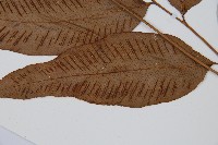 細柄雙蓋蕨藏品圖，第4張