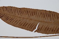 細柄雙蓋蕨藏品圖，第5張