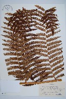 登錄號:P005726藏品圖，第1張