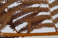 登錄號:P005726藏品圖，第3張