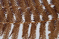 登錄號:P005726藏品圖，第4張