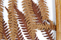 登錄號:P005726藏品圖，第5張