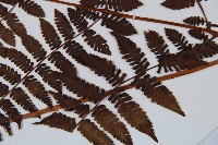 東北角蕨藏品圖，第3張