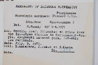 邊緣鱗蓋蕨藏品圖，第2張