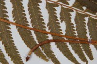 邊緣鱗蓋蕨藏品圖，第3張