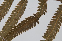 邊緣鱗蓋蕨藏品圖，第5張