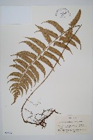 鋸齒雙蓋蕨、線葉雙蓋蕨、刺鱗雙蓋蕨藏品圖，第1張