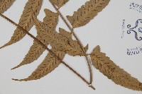 鋸齒雙蓋蕨、線葉雙蓋蕨、刺鱗雙蓋蕨藏品圖，第3張