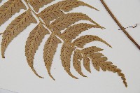 鋸齒雙蓋蕨、線葉雙蓋蕨、刺鱗雙蓋蕨藏品圖，第5張