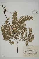 掌葉鐵線蕨藏品圖，第1張