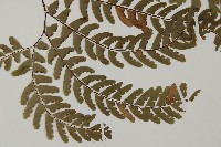 掌葉鐵線蕨藏品圖，第3張