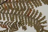 掌葉鐵線蕨藏品圖，第4張