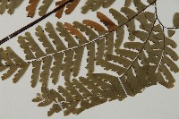 掌葉鐵線蕨藏品圖，第5張