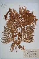 闊葉鱗毛蕨藏品圖，第1張