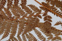 闊葉鱗毛蕨藏品圖，第3張