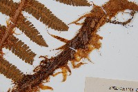 綿馬鱗毛蕨藏品圖，第1張