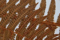 綿馬鱗毛蕨藏品圖，第2張