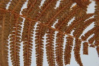 綿馬鱗毛蕨藏品圖，第3張