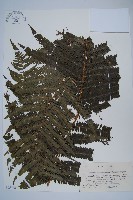 登錄號:P005736藏品圖，第1張