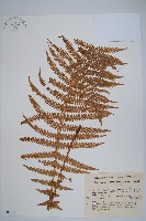 登錄號:P005737藏品圖，第1張