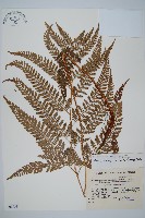 細葉複葉耳蕨藏品圖，第1張