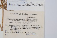 細葉複葉耳蕨藏品圖，第2張