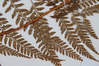 細葉複葉耳蕨藏品圖，第3張