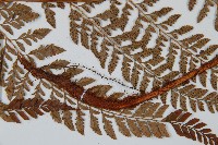 細葉複葉耳蕨藏品圖，第4張