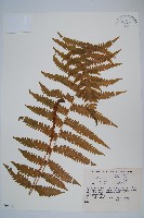 登錄號:P005739藏品圖，第1張