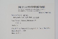 膜葉卷柏藏品圖，第2張