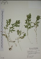 生根卷柏藏品圖，第1張