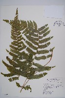 邊緣鱗蓋蕨藏品圖，第1張