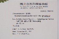 邊緣鱗蓋蕨藏品圖，第2張