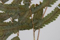 邊緣鱗蓋蕨藏品圖，第3張