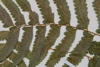 邊緣鱗蓋蕨藏品圖，第4張