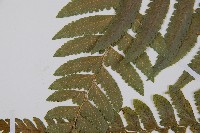 邊緣鱗蓋蕨藏品圖，第5張