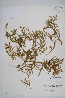 過山龍藏品圖，第1張