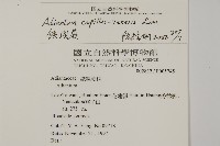 鐵線蕨藏品圖，第2張