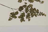 鐵線蕨藏品圖，第3張