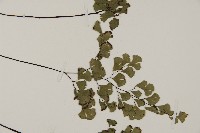 鐵線蕨藏品圖，第4張