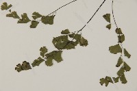 鐵線蕨藏品圖，第5張