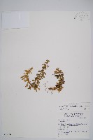 千層塔藏品圖，第1張