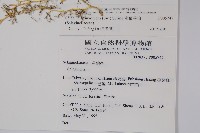 密葉卷柏藏品圖，第2張